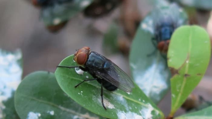 Flesh-eating parasites spark emergency rule in Florida