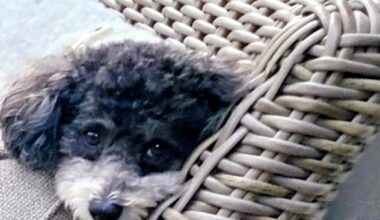 Meet Oliver: June BFF of the Month, CreekLine