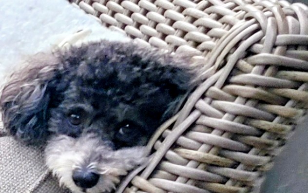 Meet Oliver: June BFF of the Month, CreekLine
