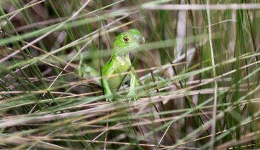 Iguanas bounce back in Florida after February freeze