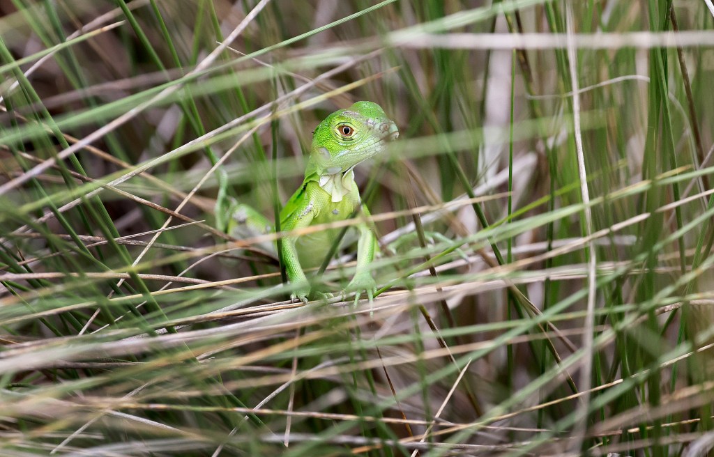 Iguanas bounce back in Florida after February freeze