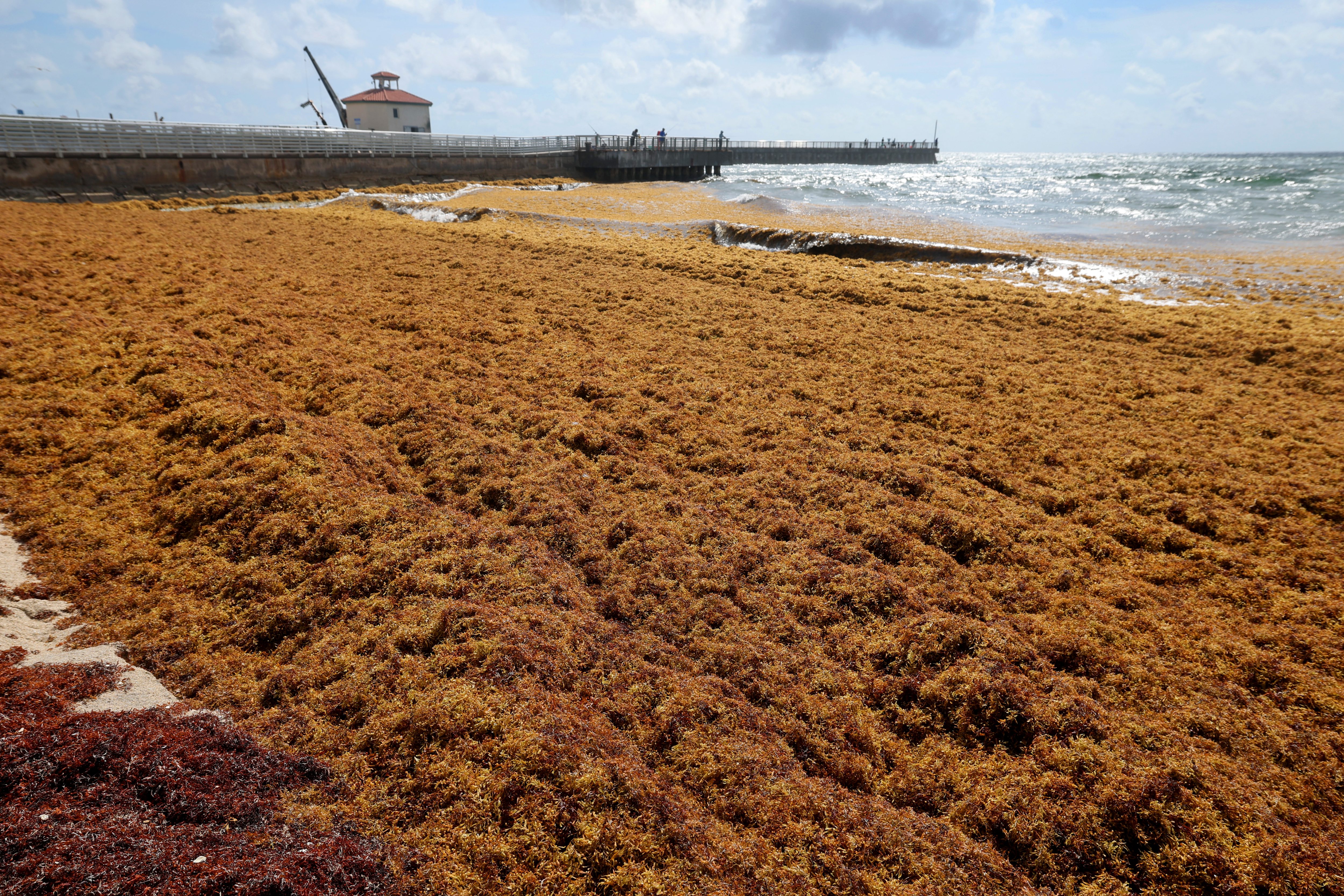 Sargassum seaweed accumulates on the shore next to the Boynton Inlet Pier on Friday, May 22, 2026. (Mike Stocker/South Florida Sun Sentinel)