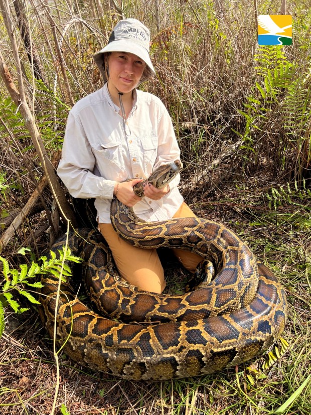 Conservancy conservation associate Nile Marsh with a 17-foot, 153-pound female Burmese python.