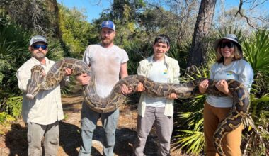 Record 8,000 pounds of pythons pulled from southwest Florida using sex drive – Chicago Tribune