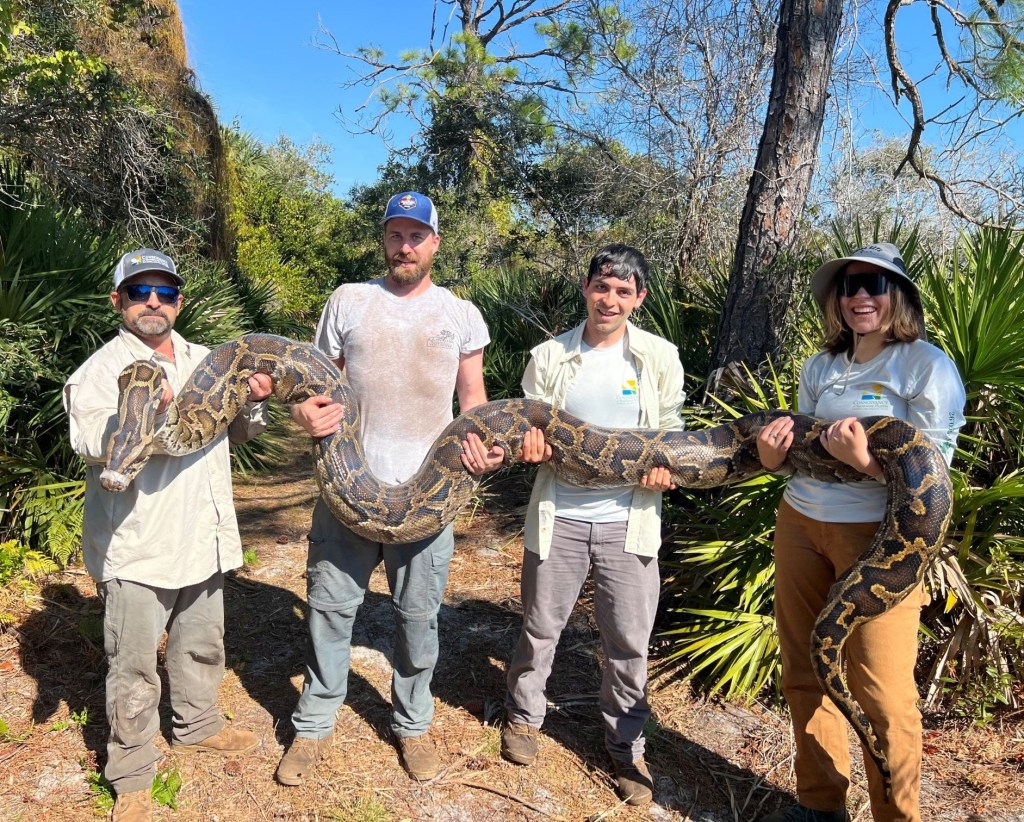 Record 8,000 pounds of pythons pulled from southwest Florida using sex drive – Chicago Tribune