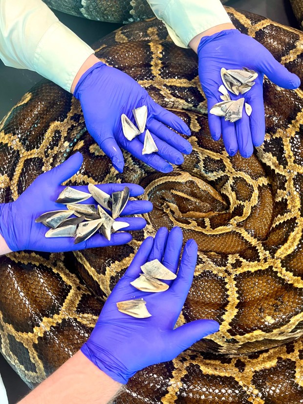 The biologist team holds dozens of hoof parts from white-tailed deer found in the digestive tracts of Burmese pythons. (Courtesy Conservancy of Southwest Florida)