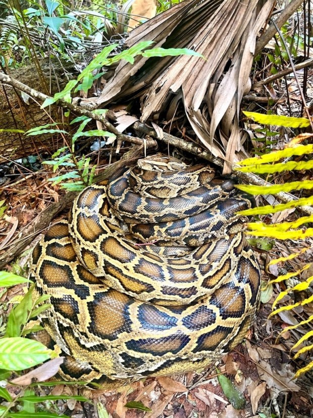 Radio-tagged scout snake "Vladi" coiled up after a shed cycle. After this photo was taken, Vladi had traveled a few miles and was found near a 15-foot, 120-pound female Burmese python. (Courtesy Conservancy of Southwest Florida)