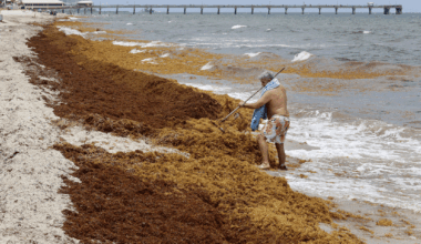 Seaweed invasion is more than annoying; it carries heath risks