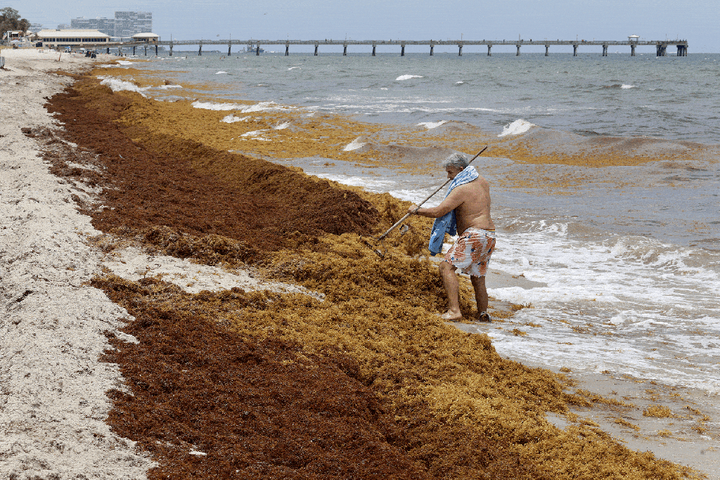 Seaweed invasion is more than annoying; it carries heath risks