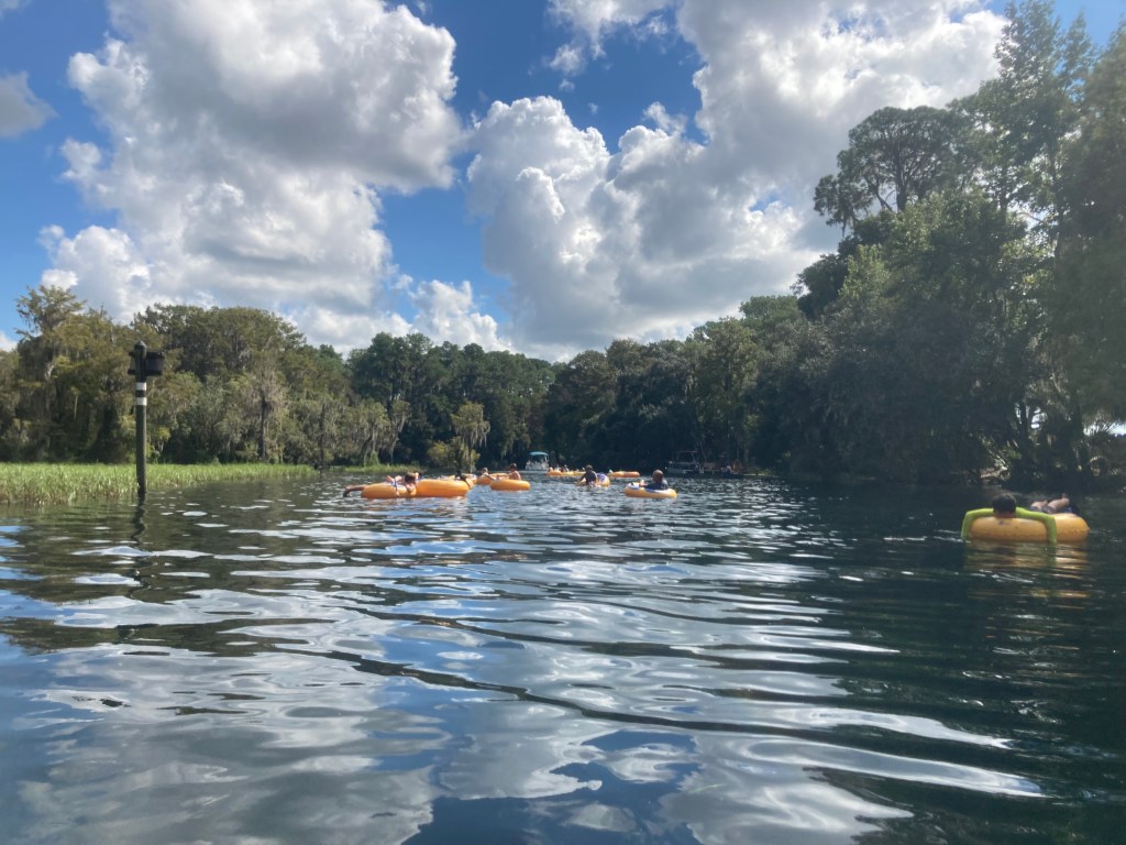 Alligator attacks Rainbow River snorkeler