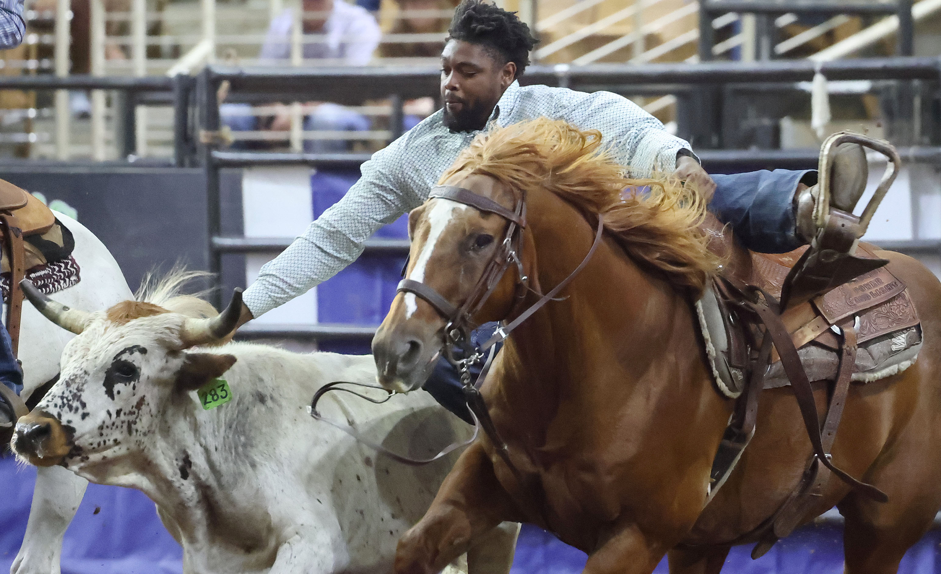 Tayelen Seabrook leaps from his horse to wrestle a steer...