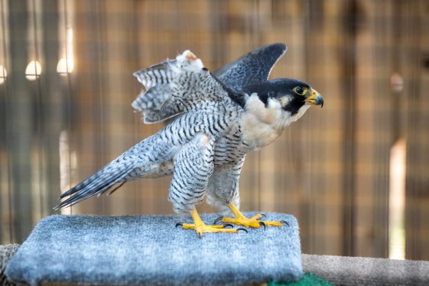 Chopper, a peregrine falcon, is one of the resident birds at the Audubon Center for Birds of Prey in Maitland on May 21, 2026. (Patrick Connolly/Orlando Sentinel)