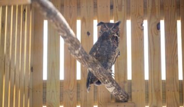 Audubon Center for Birds of Prey features new owl aviary