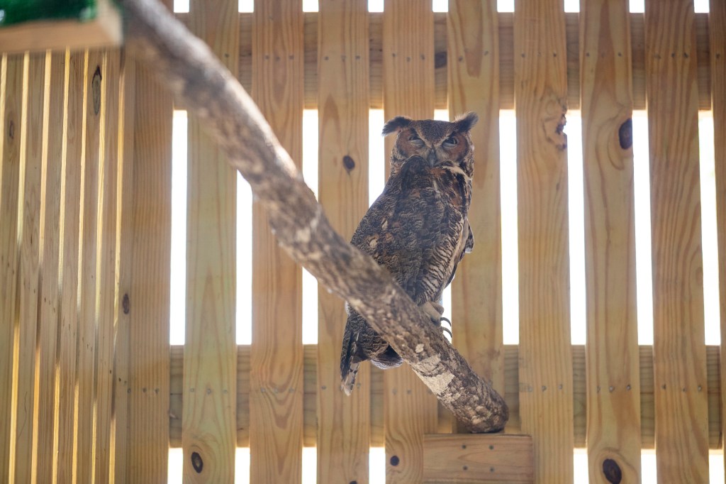 Audubon Center for Birds of Prey features new owl aviary
