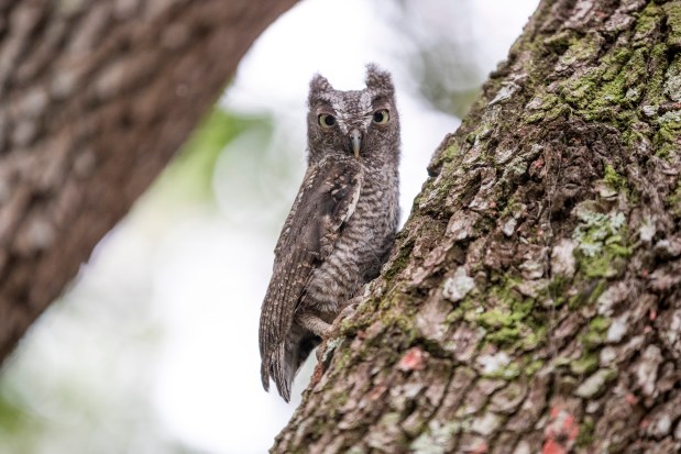 An eastern screech owl checks out its new home at Shingle Creek on June 4, 2026. (Patrick Connolly/Orlando Sentinel)