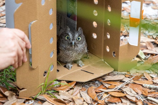 An eastern screech owl prepares for its new home at Shingle Creek on June 4, 2026. (Patrick Connolly/Orlando Sentinel)
