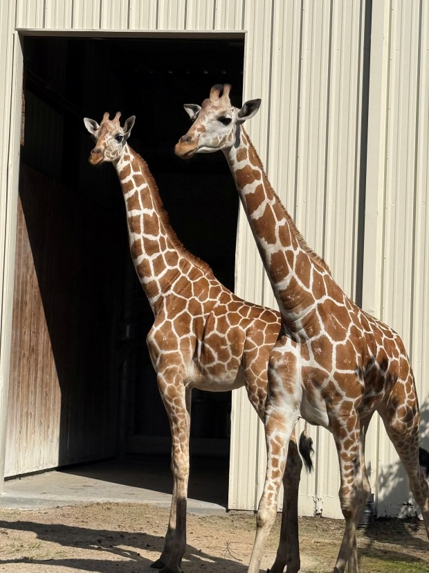 The Central Florida Zoo & Botanical Gardens recently welcomed two female giraffes to its lineup of animals. (Courtesy of Central Florida Zoo & Botanical Gardens)