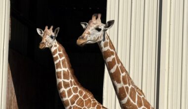 Central Florida Zoo welcomes two female giraffes