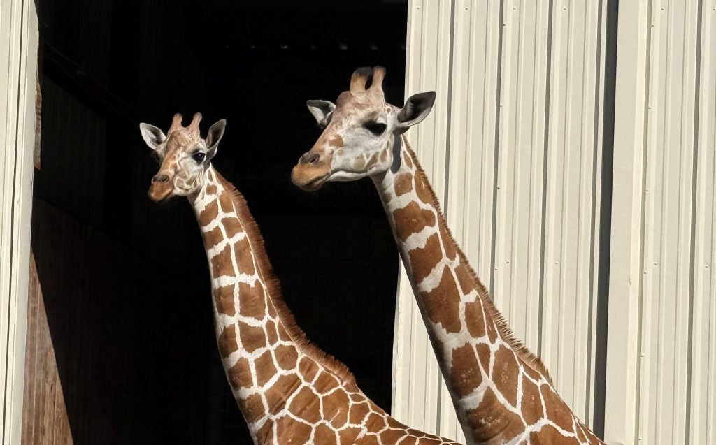 Central Florida Zoo welcomes two female giraffes