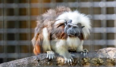 Central Florida Zoo celebrates 50th with disco party