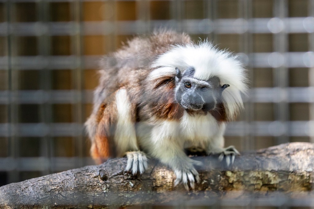 Central Florida Zoo celebrates 50th with disco party