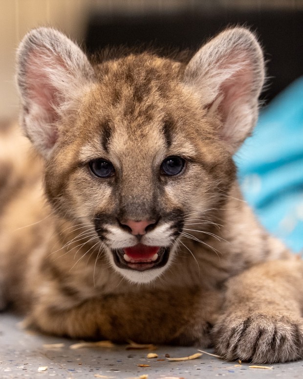 The Central Florida Zoo & Botanical Gardens recently welcomed two cougar cubs to its facility in Sanford. The pair were rescued from South Dakota where they were orphaned and found without their mother. (Courtesy of Central Florida Zoo & Botanical Gardens)