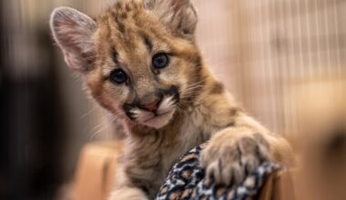 Central Florida Zoo welcomes two cougar cubs from South Dakota