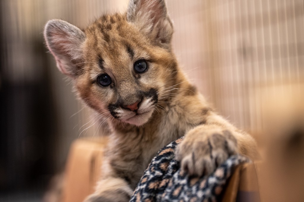 Central Florida Zoo welcomes two cougar cubs from South Dakota