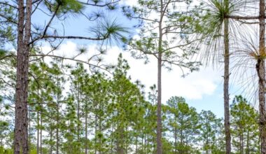 Commentary: Listening to the songs of longleaf pines – Orlando Sentinel