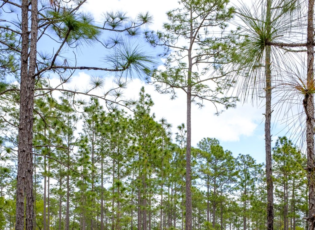 Commentary: Listening to the songs of longleaf pines – Orlando Sentinel