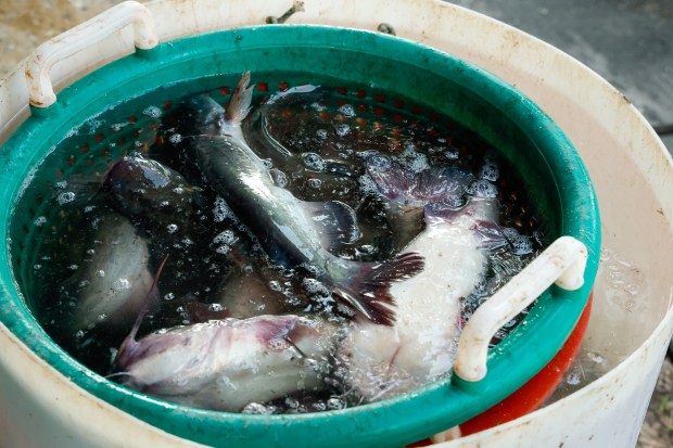 Some of Richard Sanders' morning catfish catch is put in cold water as they begin the sorting process. (Rich Pope/Orlando Sentinel)