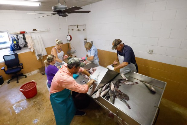 Catfish from the day's catch are cleaned at Sanders Fish House in DeLand on Wednesday, Jan. 24, 2026. Pictured, from right to left, are Sanders Fish House owners Richard and Betty Sanders; their daughter, Gerri Sanders Roos; Donna Lazar; and Gary Tessero, who's looking to learn the craft from a master. (Rich Pope/Orlando Sentinel)