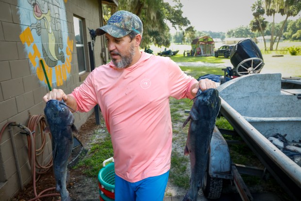 Gary Tessero helps sort some catfish from the morning catch at Sanders Fish House, the longtime Volusia County fish wholesale business in DeLand, on Wednesday, June 24, 2026. (Rich Pope/Orlando Sentinel)