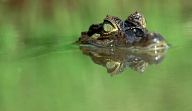 That’s not an alligator — but it’s slowly invaded Florida, experts say