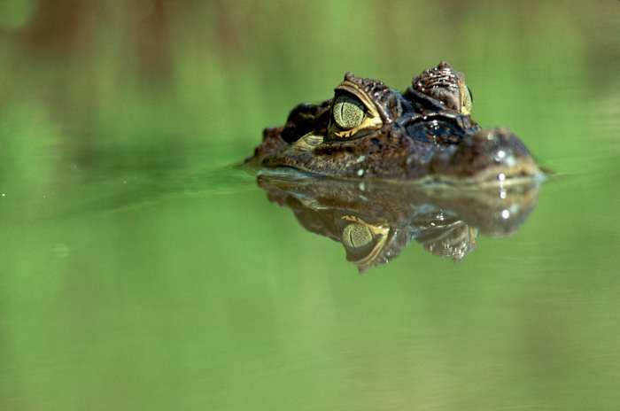 That’s not an alligator — but it’s slowly invaded Florida, experts say