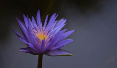 Two Summer Events to Attend at MartinArts