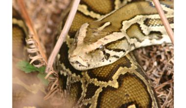 Snake hunters compete for $25,000 wrangling Burmese pythons in the Florida Everglades