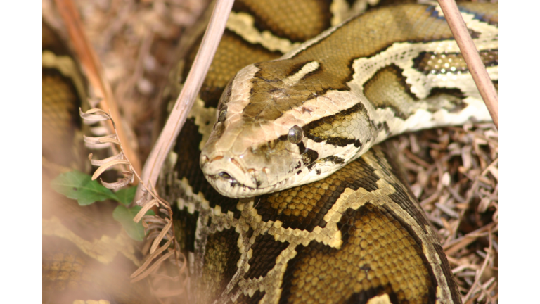 Snake hunters compete for $25,000 wrangling Burmese pythons in the Florida Everglades