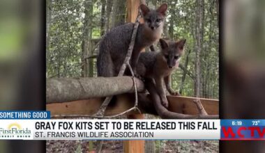 Something Good: Gray fox kits set to be released this fall