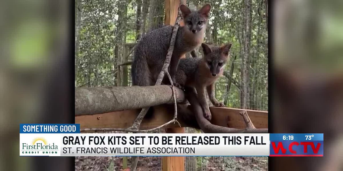 Something Good: Gray fox kits set to be released this fall