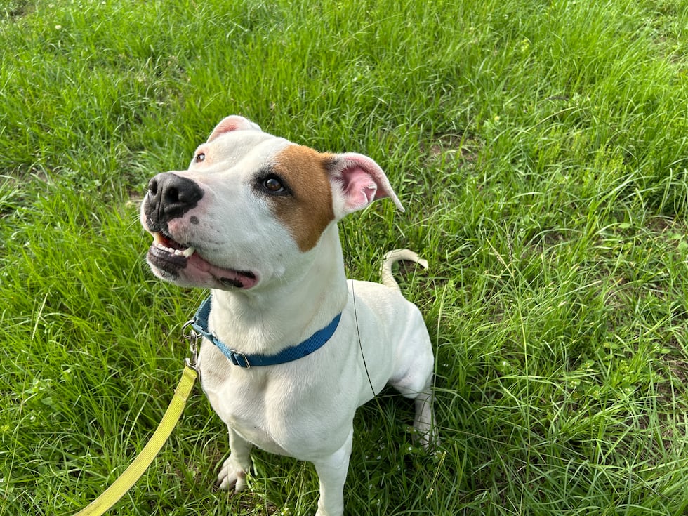 Meet Bud at the Shelter this weekend!