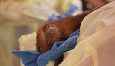Proposed sloth reforms target Florida’s exotic animal loopholes after Sloth World collapse