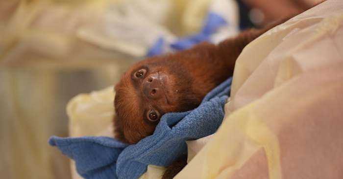 Proposed sloth reforms target Florida’s exotic animal loopholes after Sloth World collapse