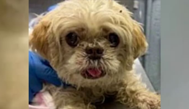 Missing Florida dog found over 1,000 miles away
