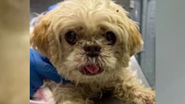 Missing Florida dog found over 1,000 miles away