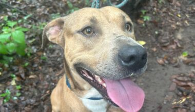 Furry Friday: Best friends (both dogs & cats!) free this weekend