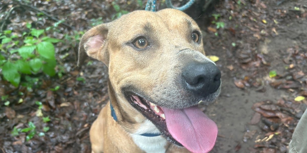 Furry Friday: Best friends (both dogs & cats!) free this weekend