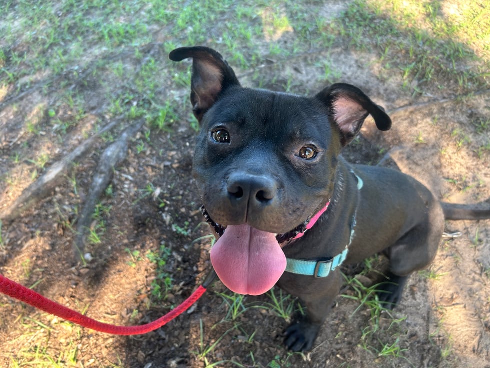 Butch is ready to jump into the arms and hearts of a fur-ever family that's as active and...