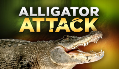 3 alligator attacks reported in Central Florida in a week