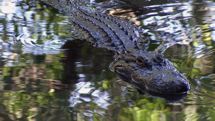 Florida man files lawsuit after alligator bites his face